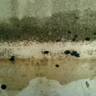 How to Banish Mold from Your Home