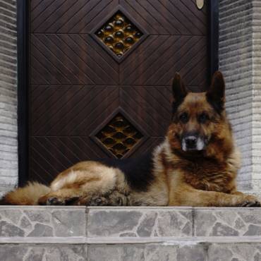 Are there Dog Breed Restrictions on Homeowners Insurance?