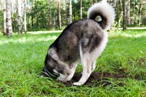 Siberian Husky digs up neighbors yard